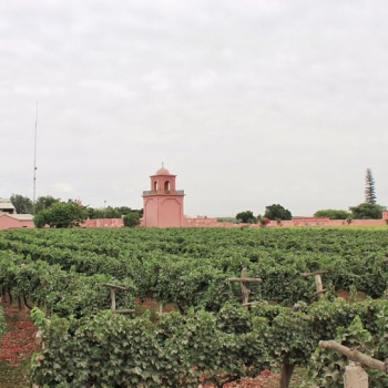 Foto de CRÓNICA: TACAMA, VINO Y TRADICIÓN