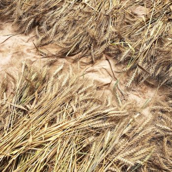 Foto de COMIDA CONSCIENTE: ACÁ NO SE BOTA NADA