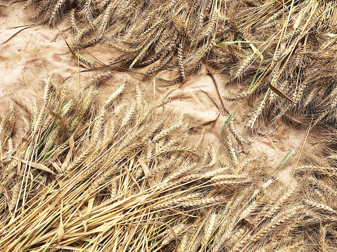 COMIDA CONSCIENTE: ACÁ NO SE BOTA NADA