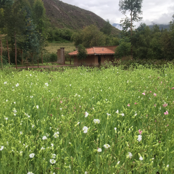 Foto de MOMENTO: EL ECO HUERTO DE INKATERRA